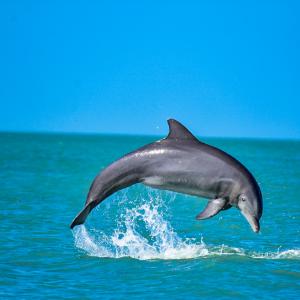De1phin